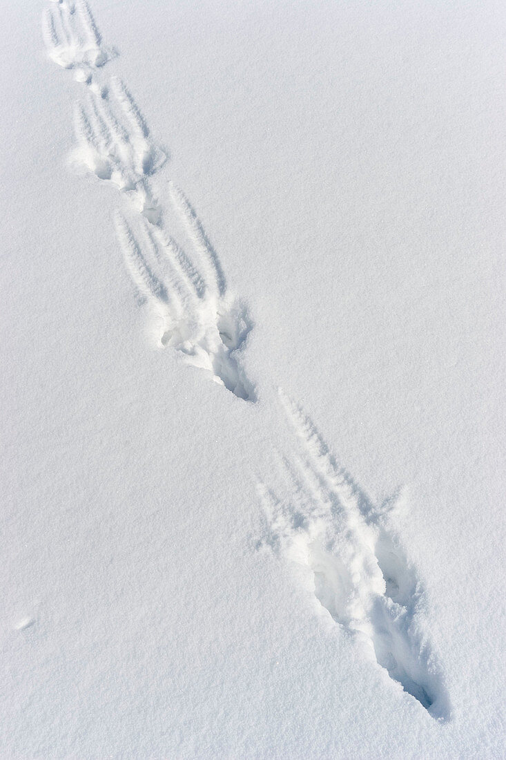 Hare tracks in the snow (Lepus capensis), Bavaria, Germany