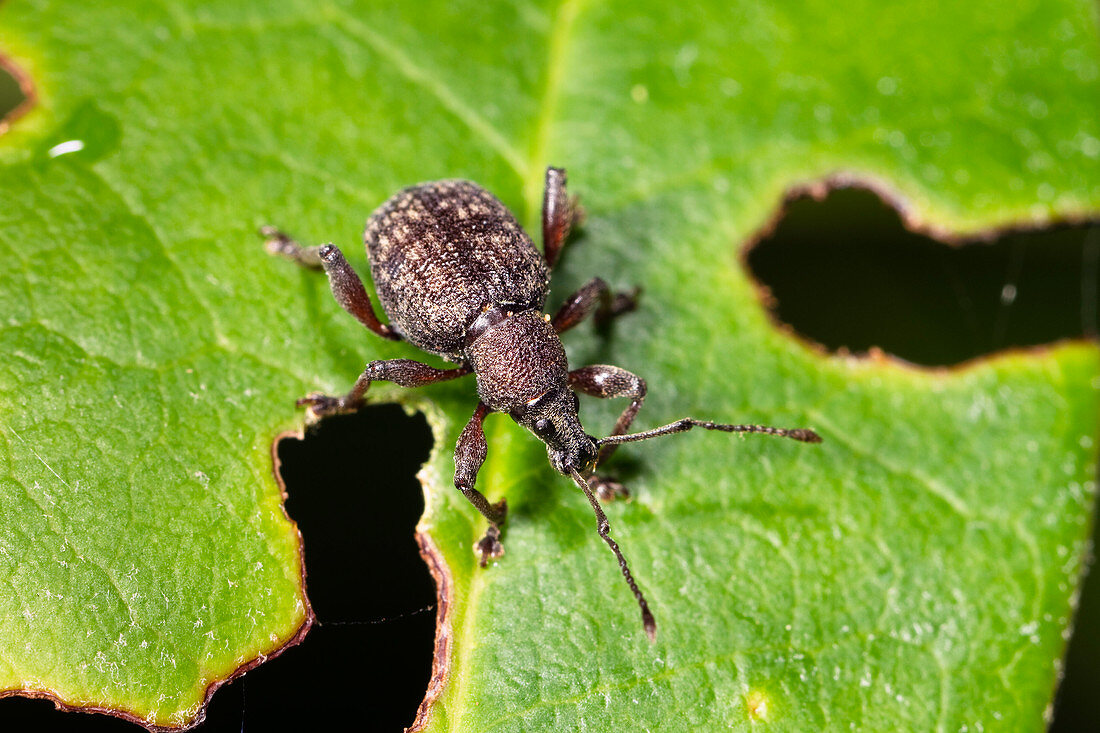 Dickmaulrüssler auf Rhododendronblatt mit Fraßbild (Otiorhynchus sulcatus), Bayern, Deutschland