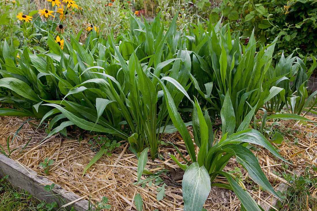 Salsify (Scorzonera hispanica) in the bed