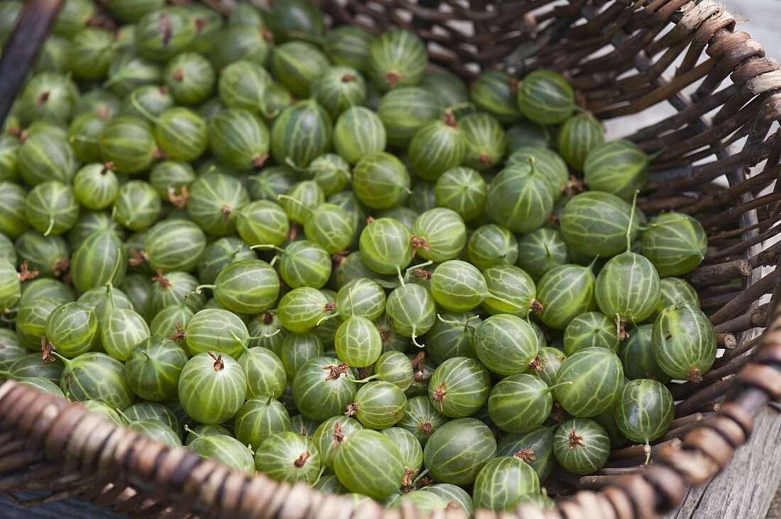 Basket of freshly picked green gooseberries (Ribes uva-crispa)