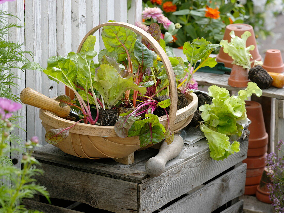 Basket with young vegetable plants: lettuce (Lactuca) and chard (Beta)