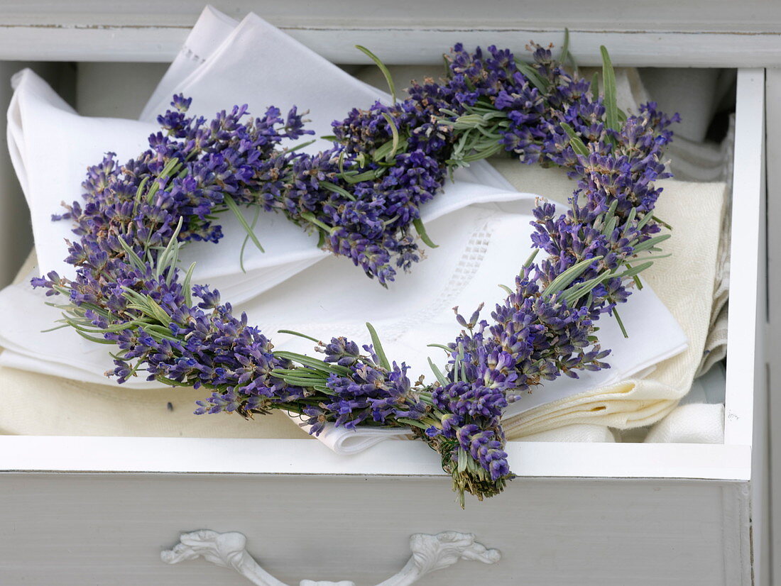 Lavendel-Herz (Lavandula) als … – Bild kaufen – 12174572 ❘  Gartenbildagentur Friedrich Strauss