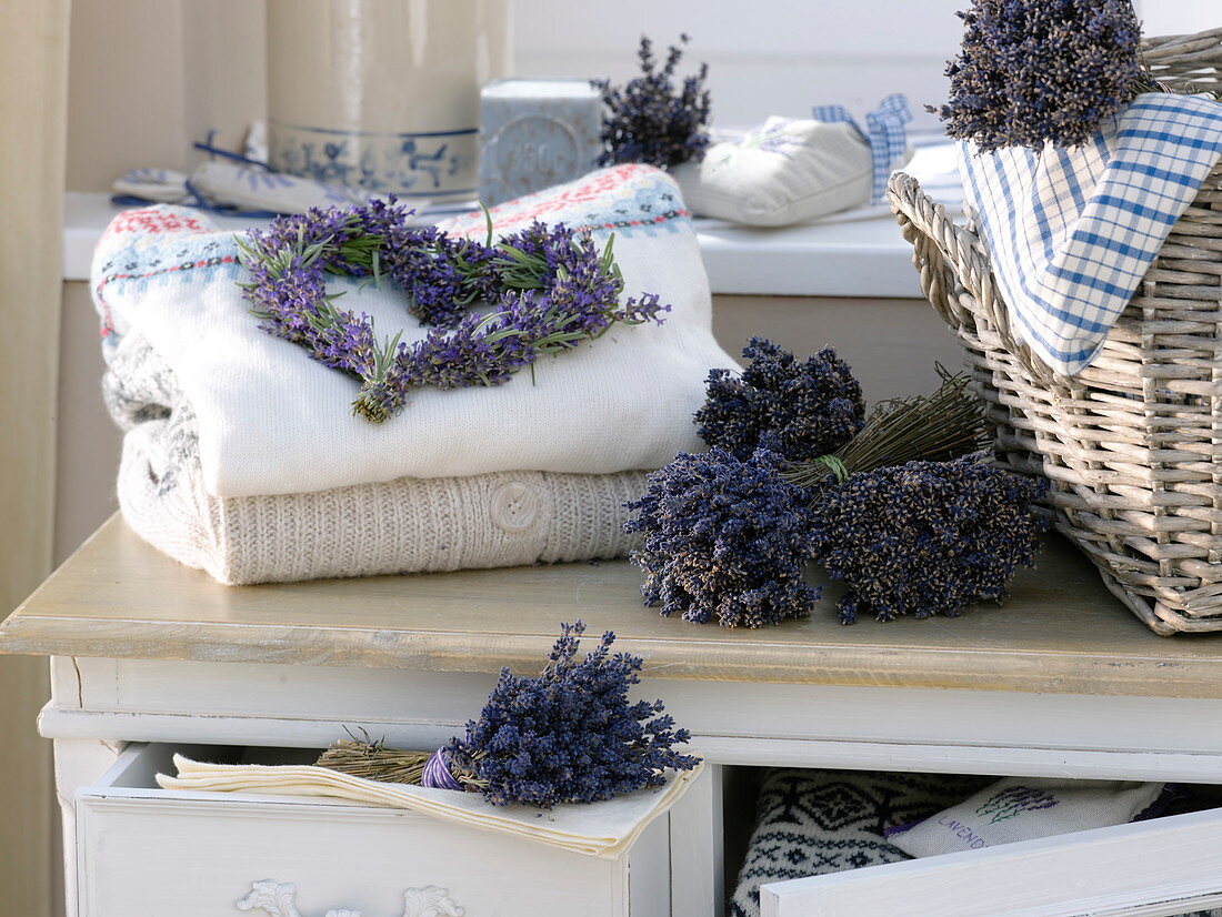 Lavendel (Lavandula) als Wäscheschutz