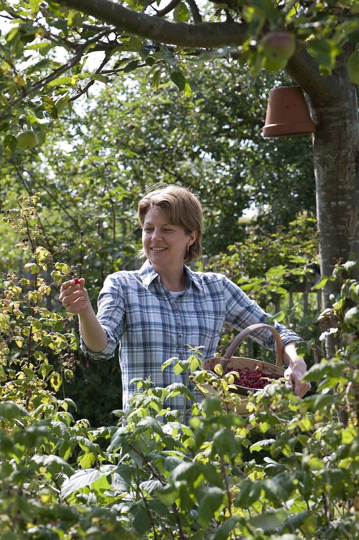 Frau pflückt Himbeeren (Rubus idaeus)