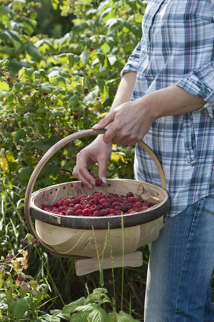 Woman picking raspberries (Rubus idaeus)