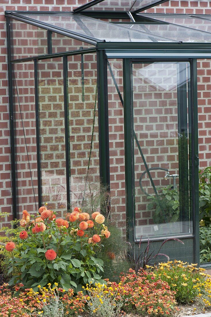 Leaning greenhouse with summer flower bed