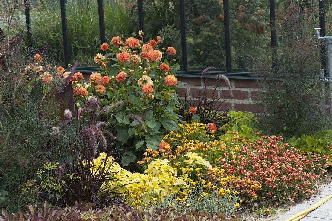 Summer flower bed in front of wall of lean-to greenhouse