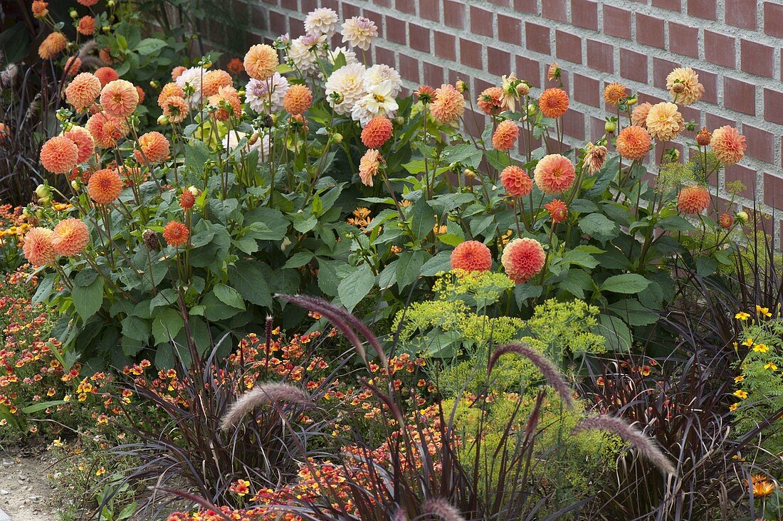 Summer flower bed in front of wall of lean-to greenhouse