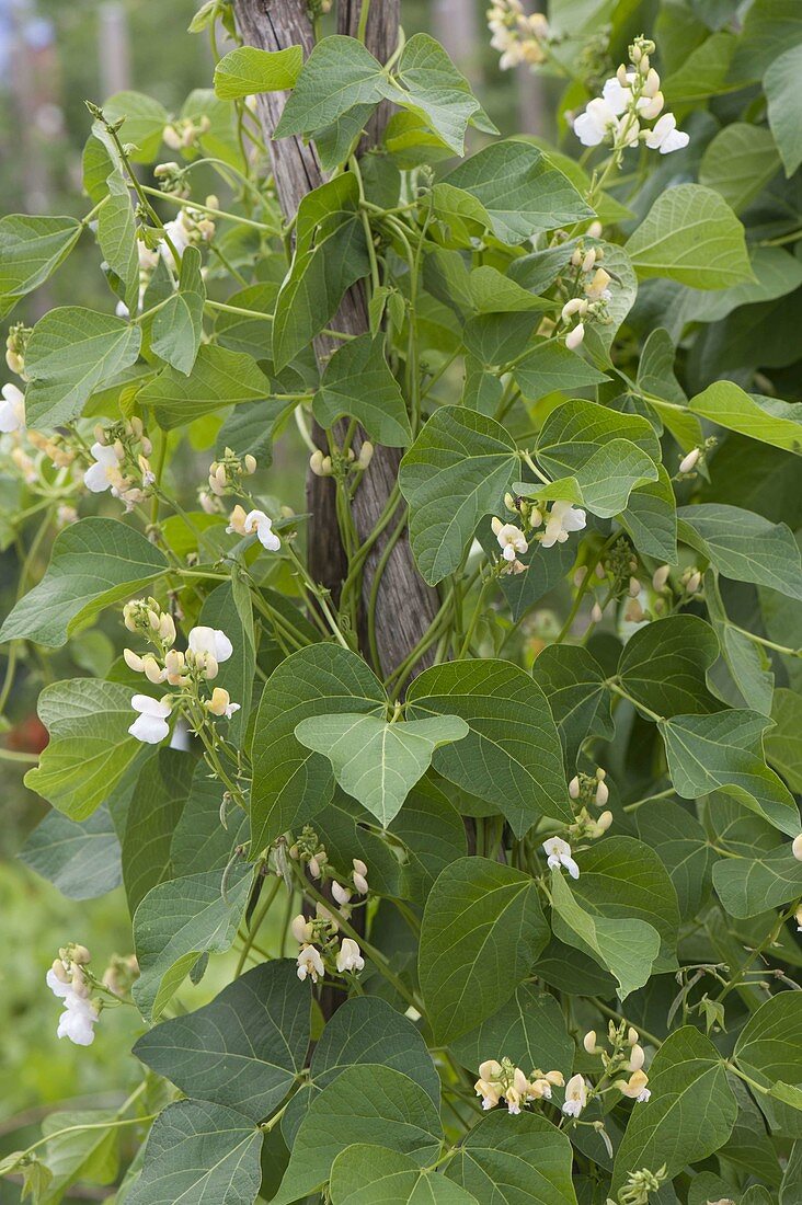 Stangenbohne 'Liane' weißblühend (Phaseolus)