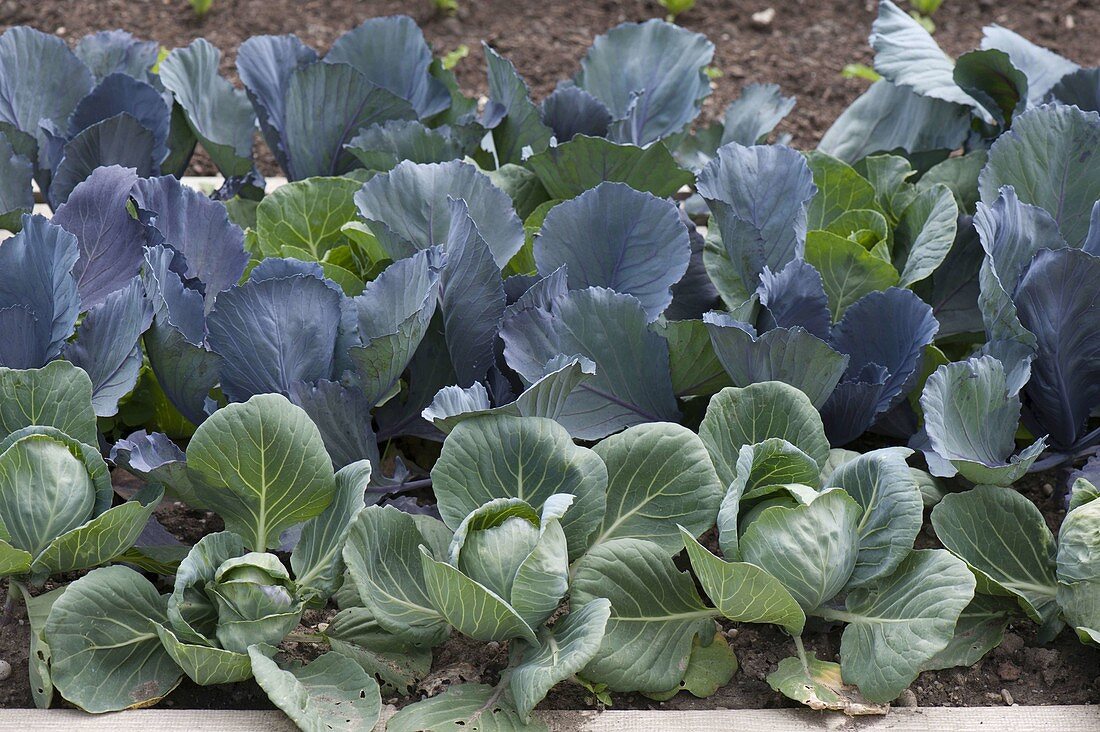 White cabbage, white and blue cabbage, red cabbage (Brassica oleracea)