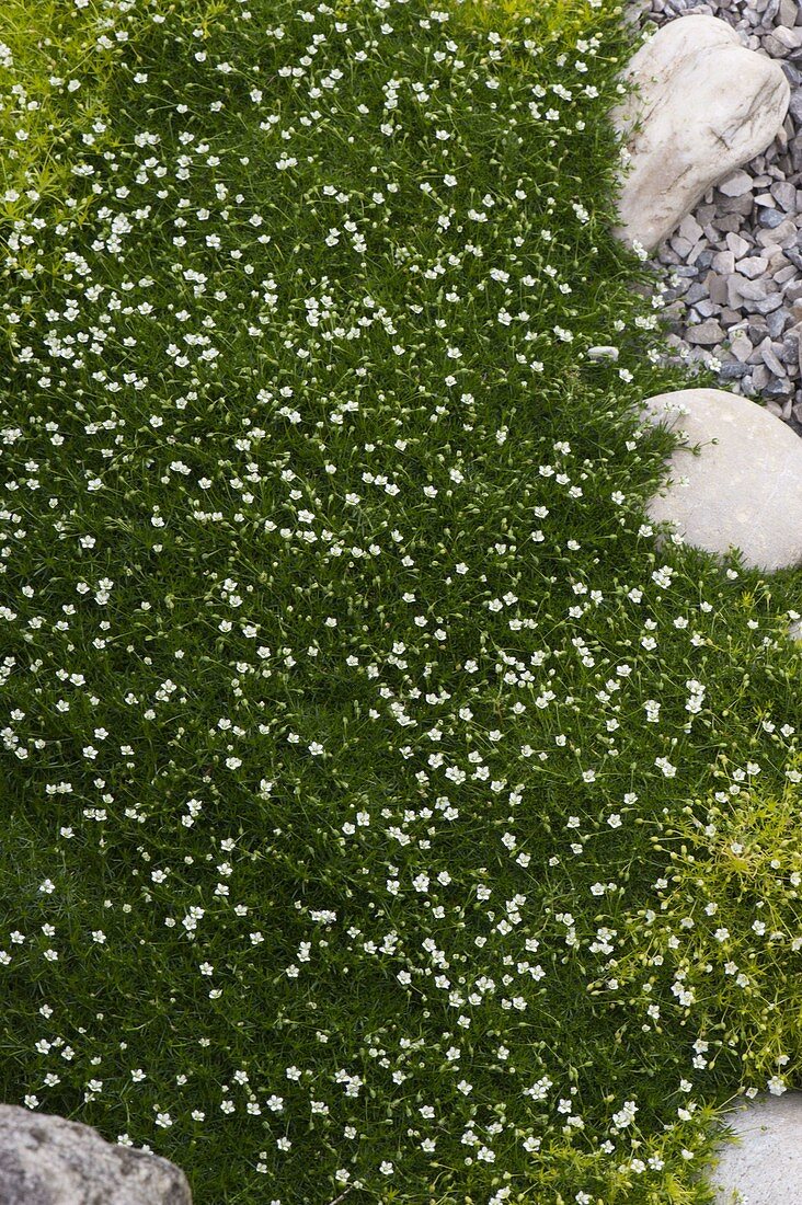 Sagina 'Irish Moss' (star moss)