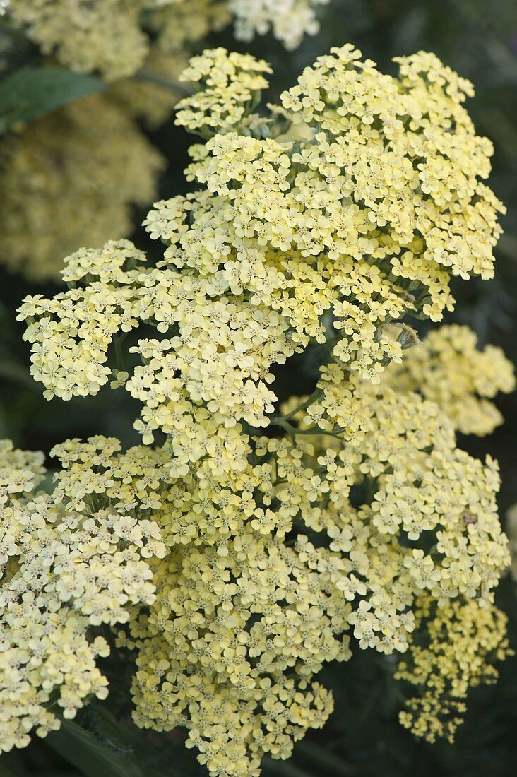 Achillea clypeolata-Hybride 'Moonshine' (Goldquirl-Garbe)