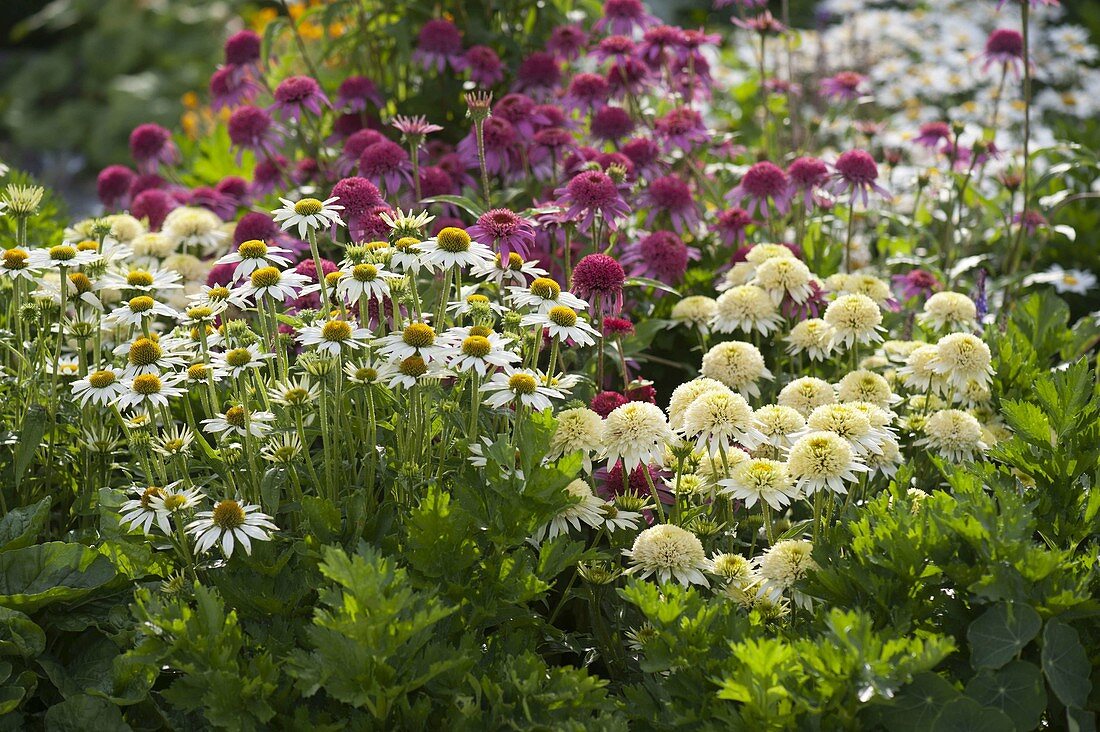 Rosa-weißes Beet mit Echinacea purpurea 'Avalanche' weiß, 'Meringue'