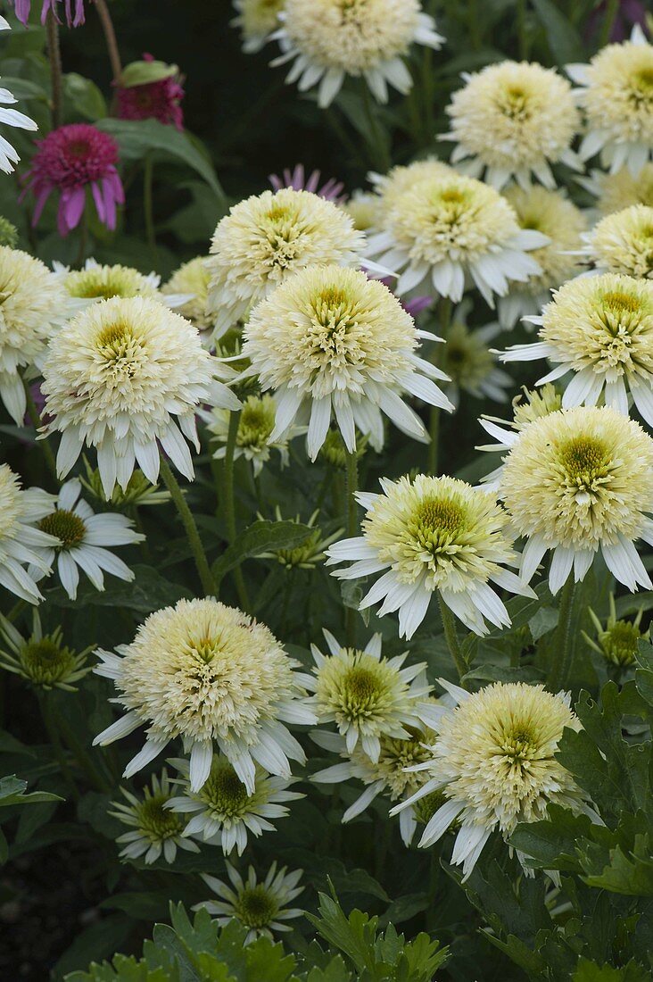 Echinacea purpurea 'Meringue' (Pompon - Sonnenhut)