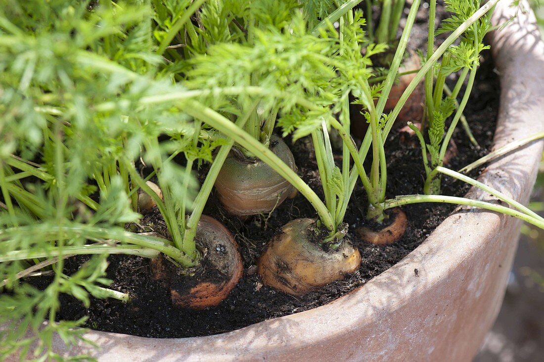 Carrots, carrots (Daucus carota) in terracotta buckets