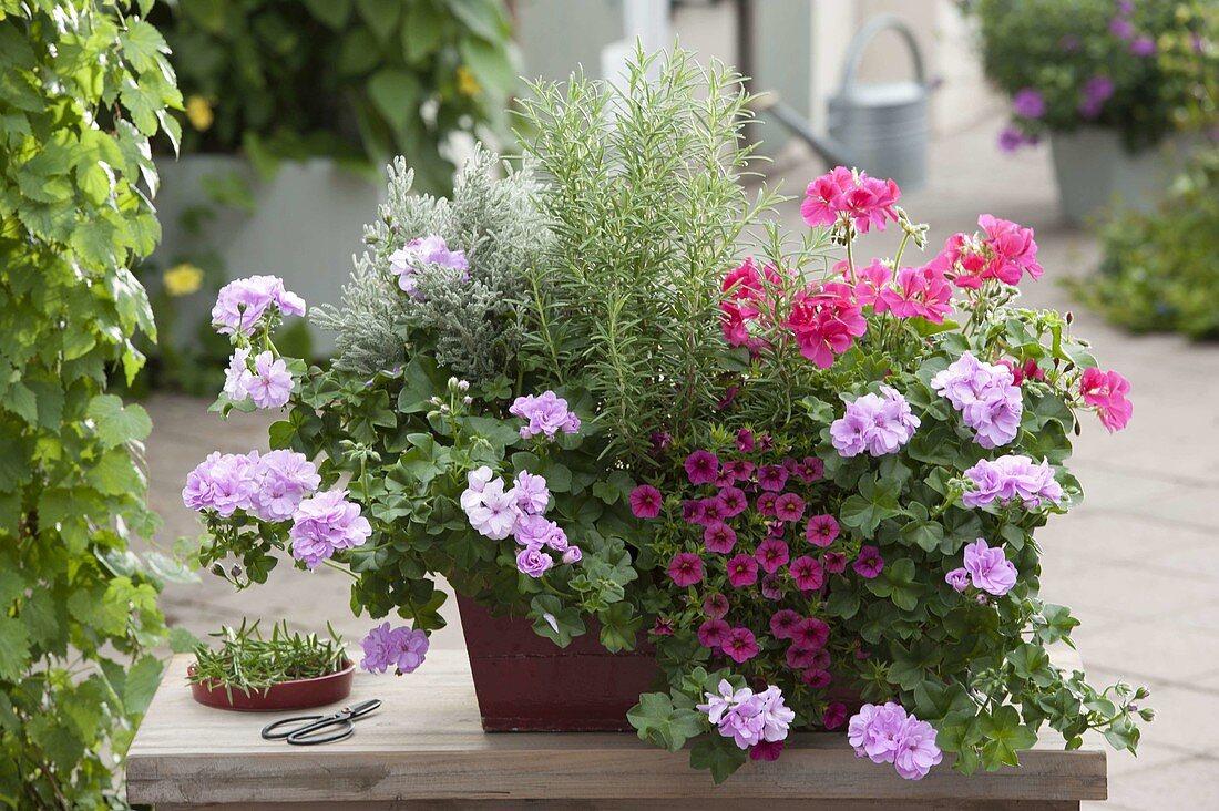 Trockenheitsverträglicher Kasten mit Pelargonium peltatum 'Caliente Rose'