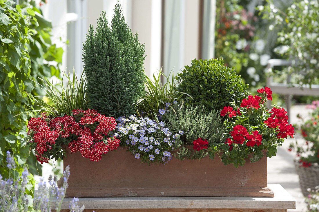 Terracottakasten mit Buxus (Buchs - Kugel), Chamaecyparis lawsoniana