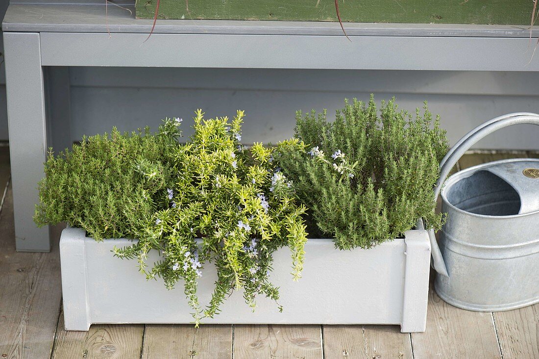 White box with thyme (Thymus), golden rosemary 'Wilma'