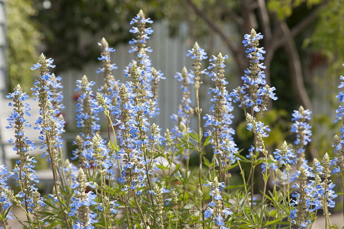 Salvia uliginosa (pepper sage, bumblebee swing)