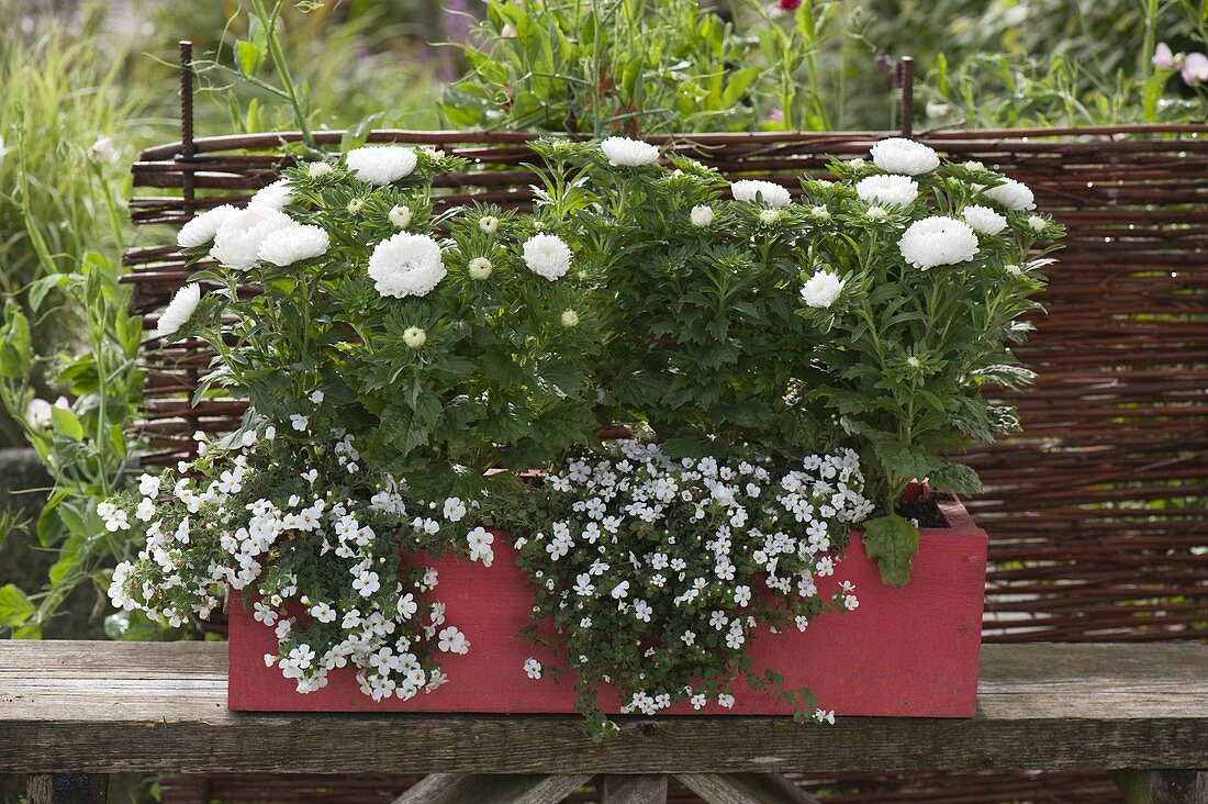 Red wooden box planted in white