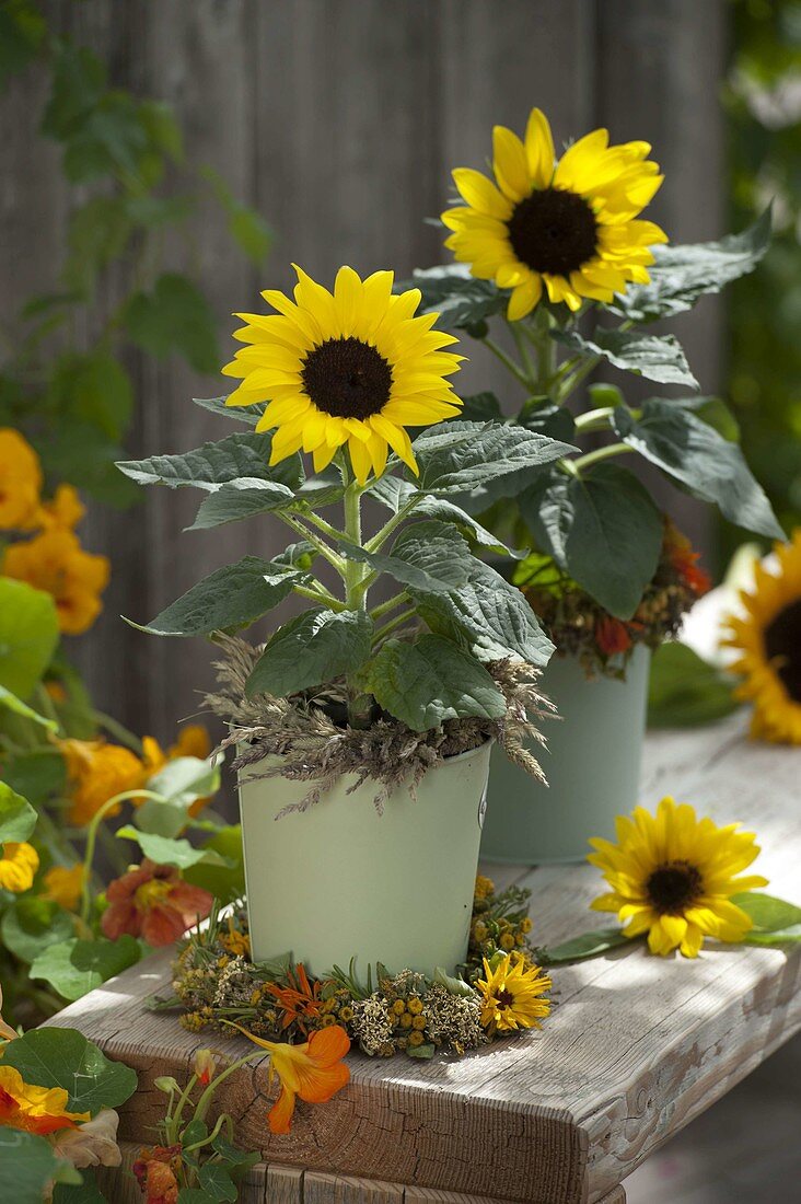 Helianthus annuus (sunflowers) in tin pots, wreaths of grasses