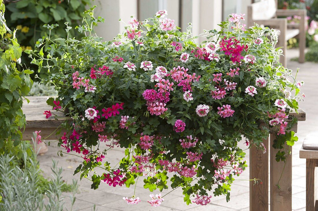 Pelargonium peltatum (hanging geraniums), Verbena (verbena)