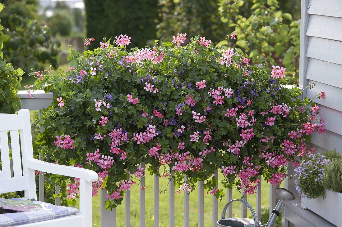 Pelargonium peltatum 'Ville de Paris rosa', Scaevola aemula