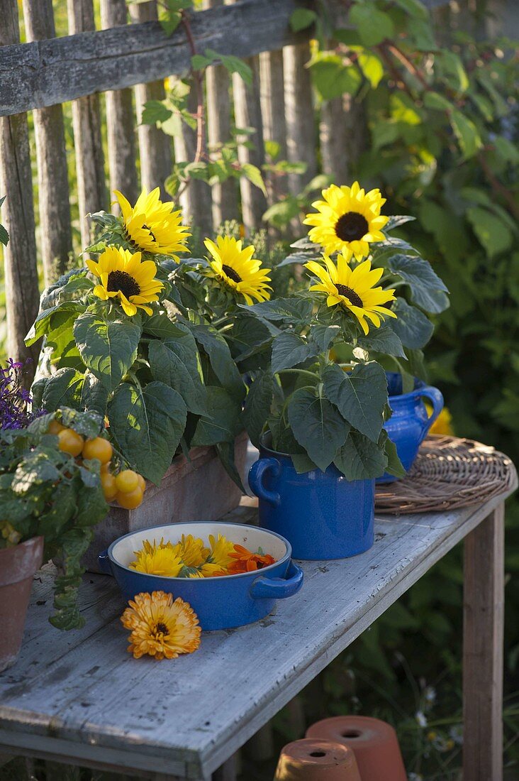 Helianthus annuus (Sunflower)