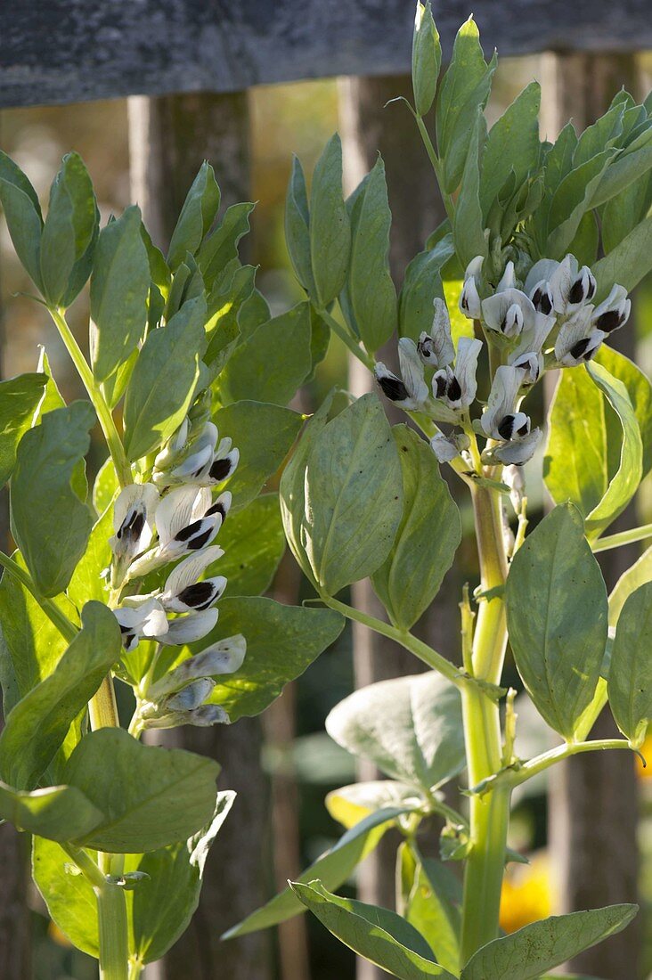 Broad bean