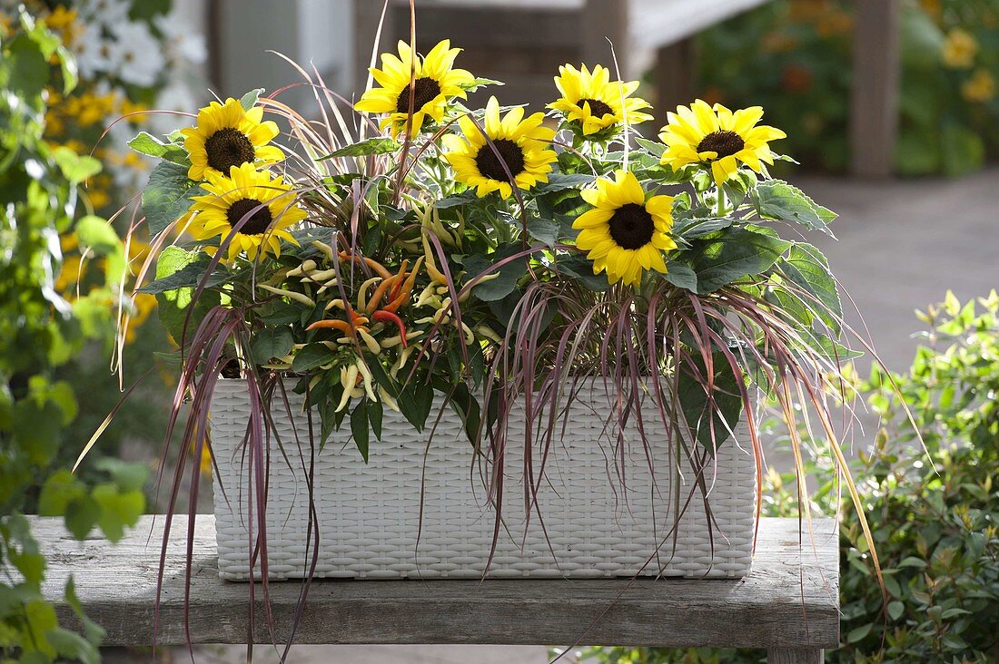 White Lechuza box with Helianthus (sunflowers), ornamental peppers