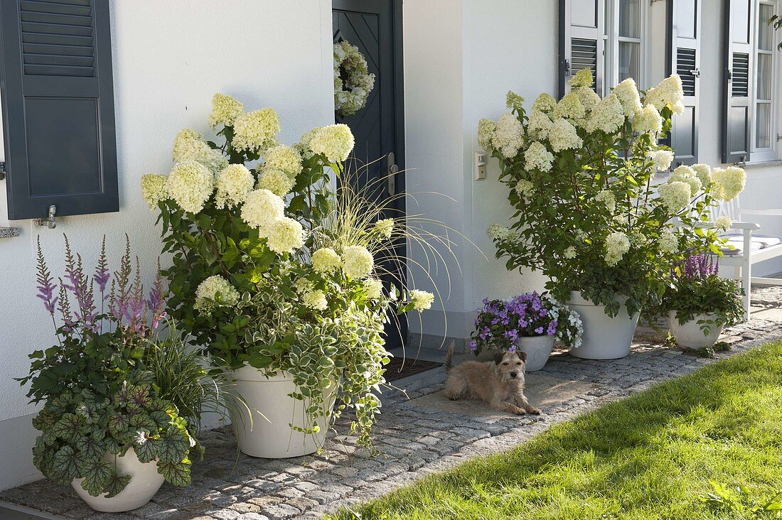 Hauseingang mit Hydrangea 'Limelight' (Rispenhortensien)