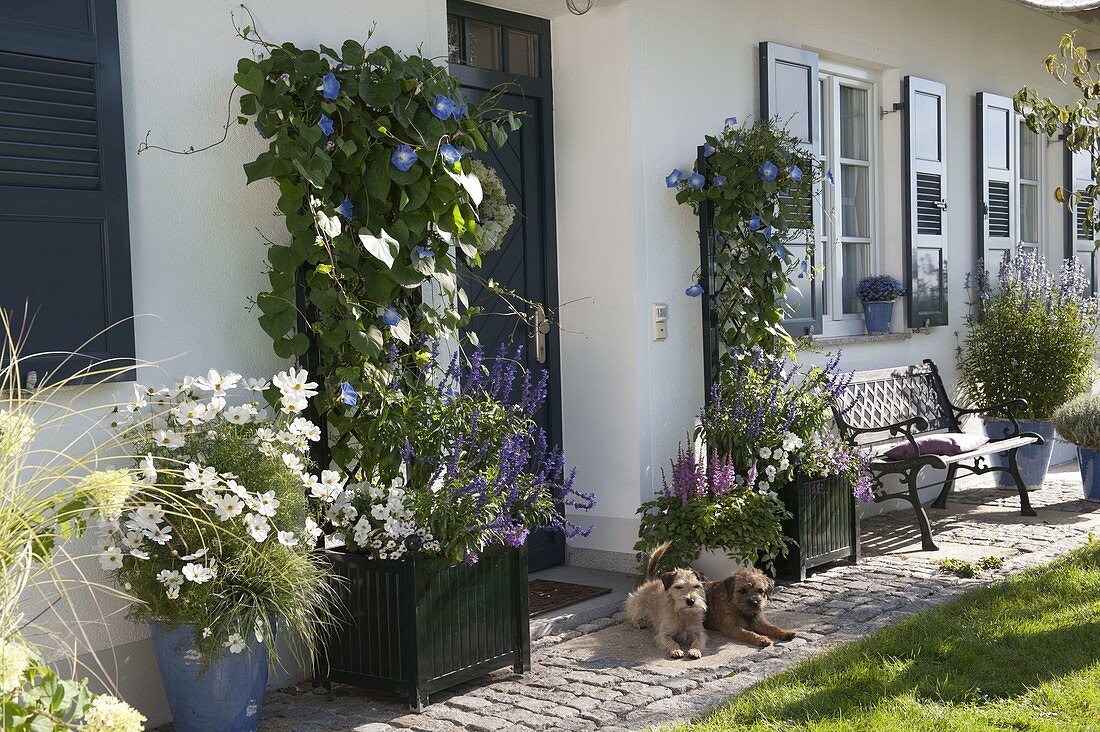 Showy bindweed in tubs at the entrance to the house