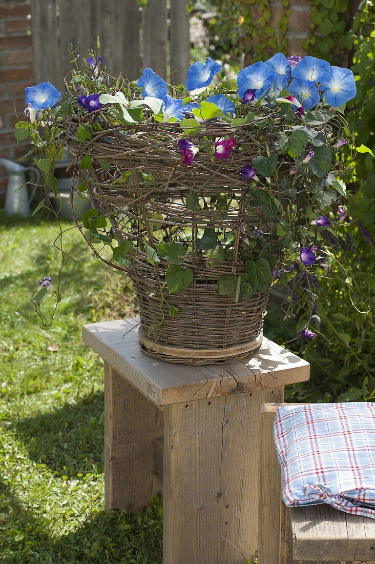 Wicker basket for climbing plants 17/17
