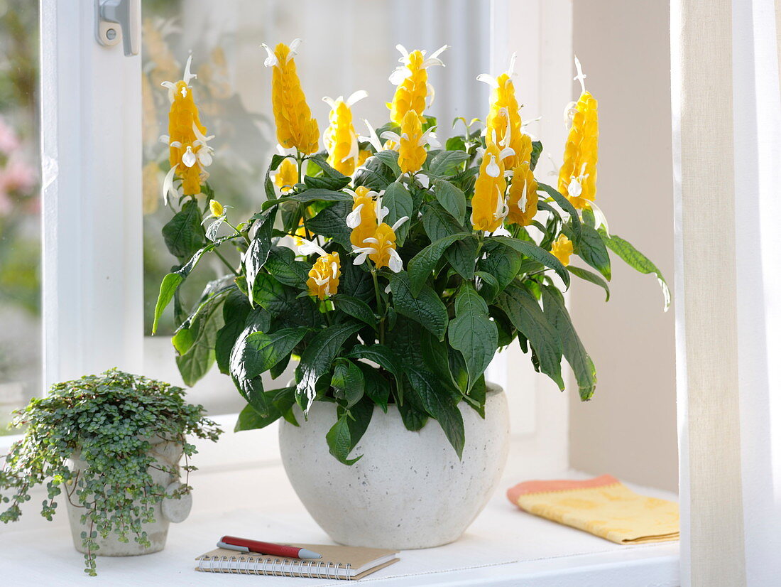 Pachystachys lutea (golden ear), Pilea (gunner flower) on the window