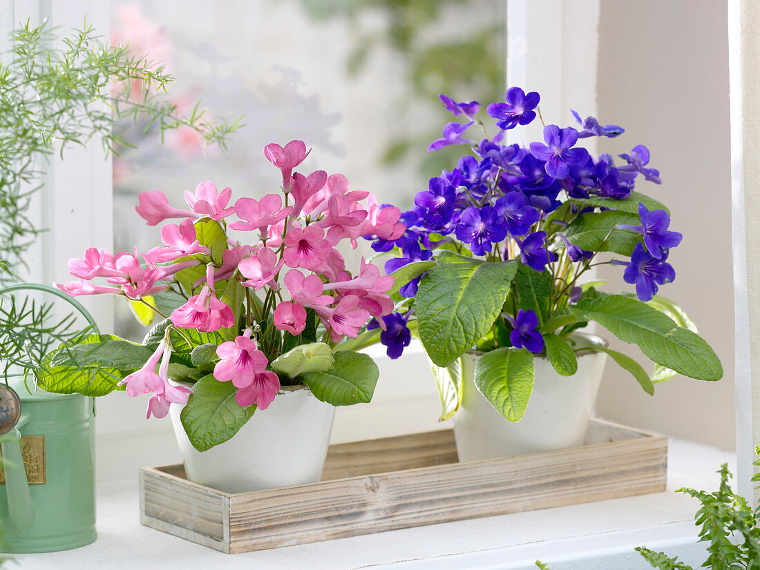 Streptocarpus (turnip fruit) at the window