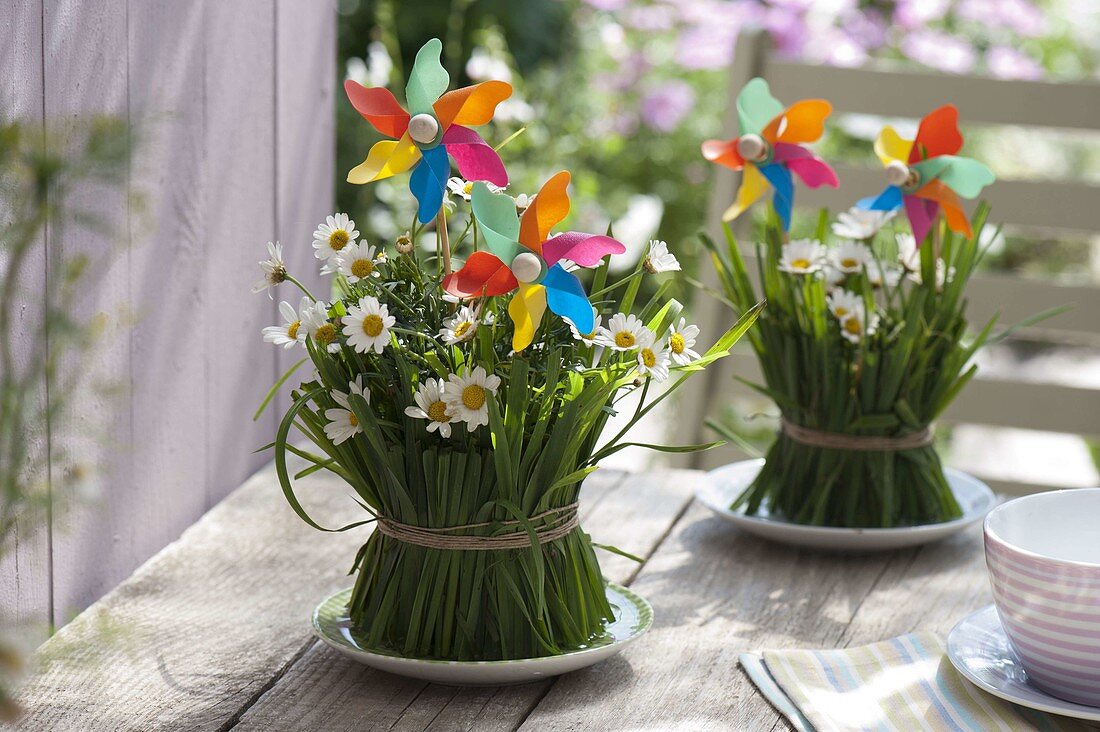 Argyranthemum (magerites) in cups covered with grass