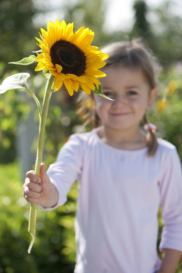Girl with Helianthus annuus (sunflowers)