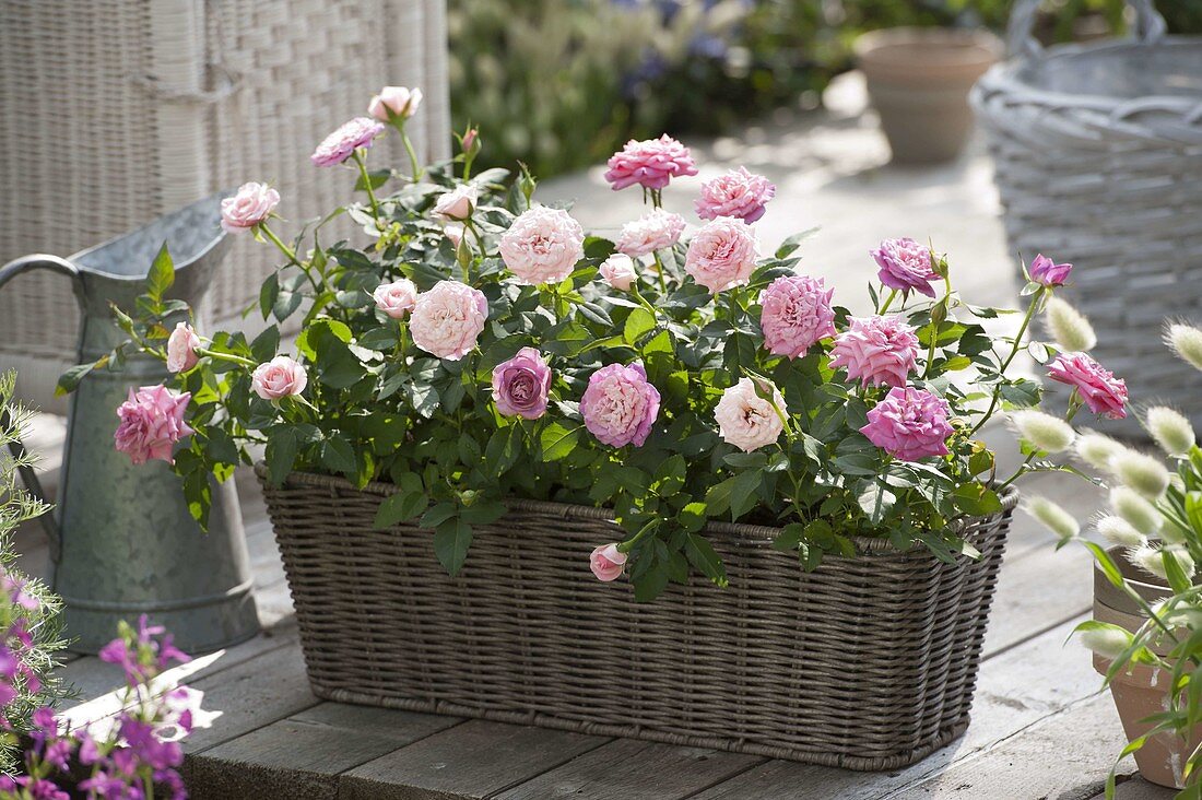Basket box planted with pinks (potted roses)