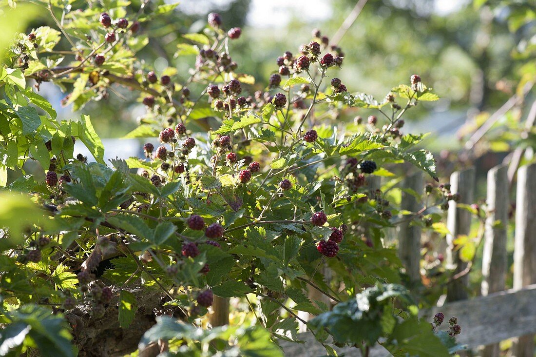 Brombeeren (Rubus) am hölzernen Gartenzaun