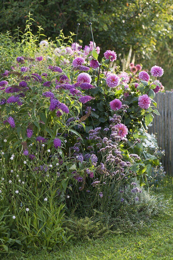 Buddleja davidii Buzz 'Pink Purple' (butterfly bush, summer lilac)