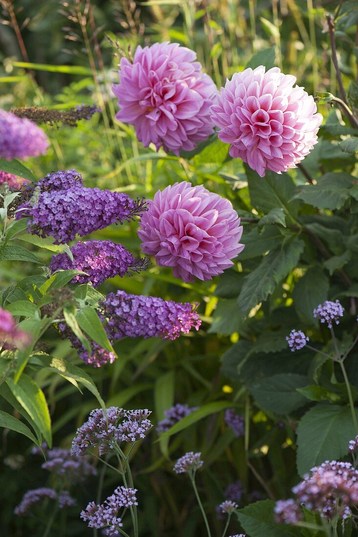 Buddleja davidii buzz 'Pink Purple'