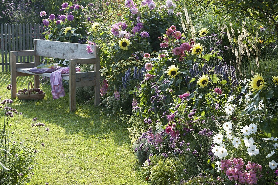 Summer bed with Helianthus 'Garden Statement', Cosmos