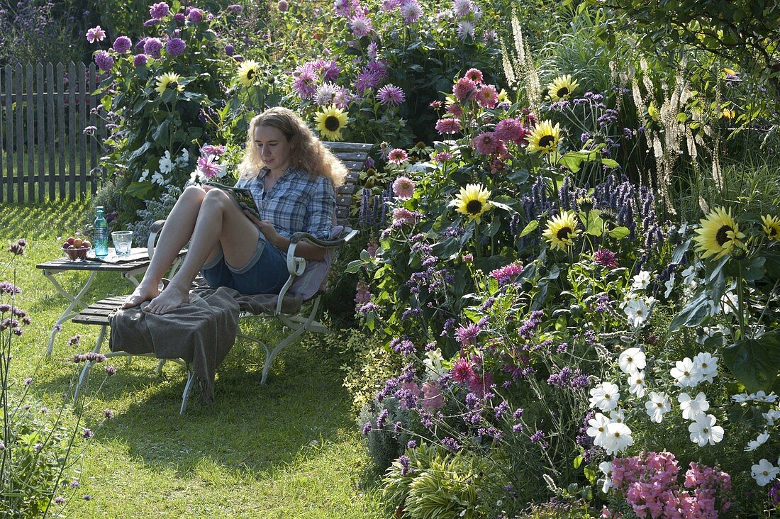 Summer bed with Helianthus 'Garden Statement' (sunflowers), Cosmos