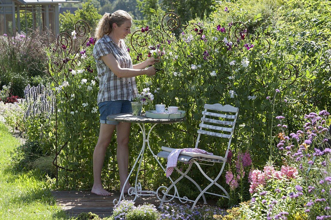 Small wooden terrace framed by privacy screen of Lathyrus odoratus