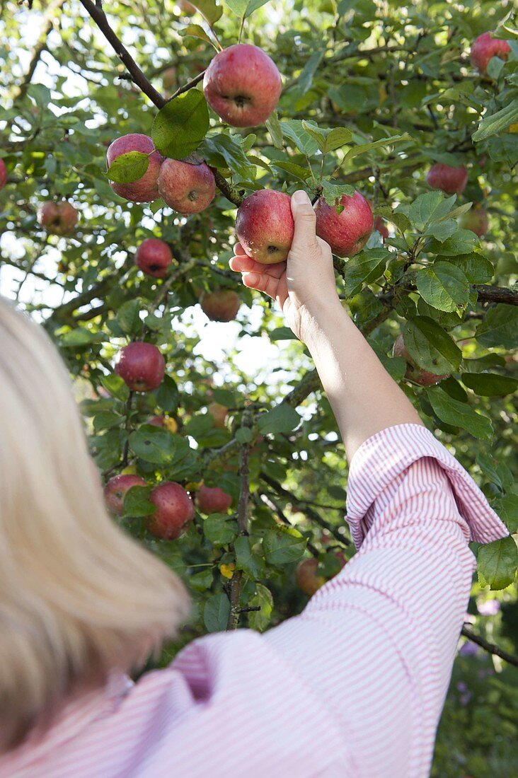 Woman picking apples (Malus)