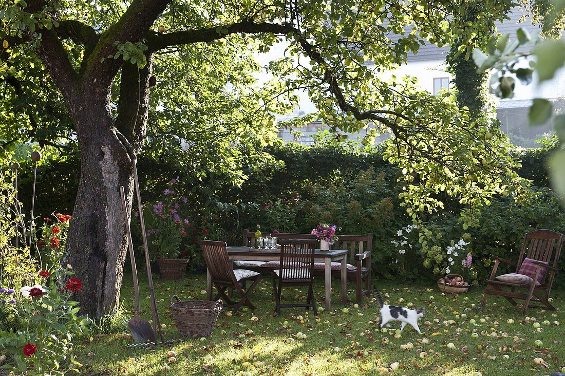 Seating group under old apple tree (Malus), fallen fruit and leaves on the lawn