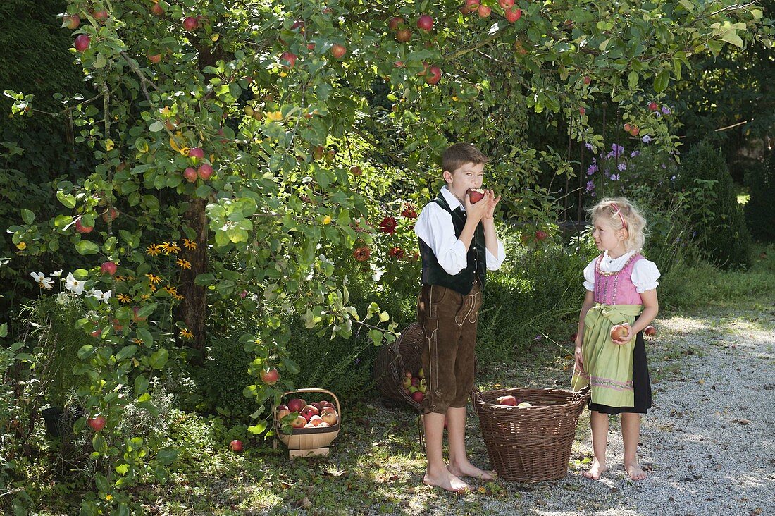 Apple harvest with children