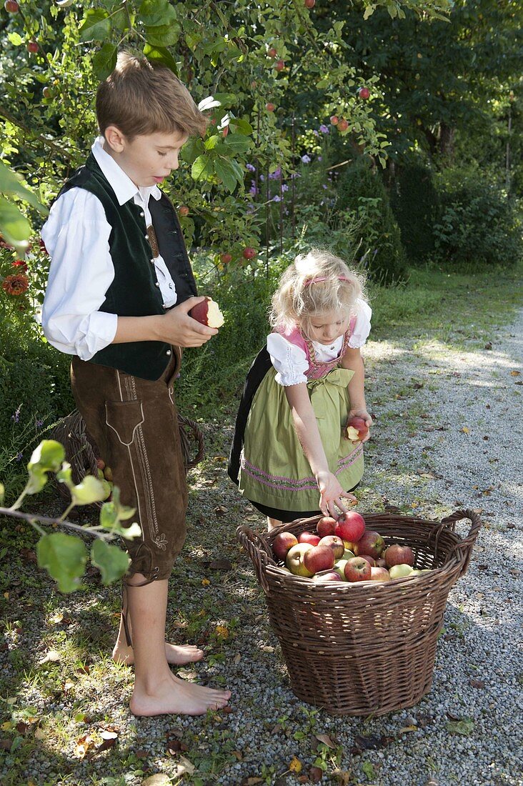 Apple harvest with children