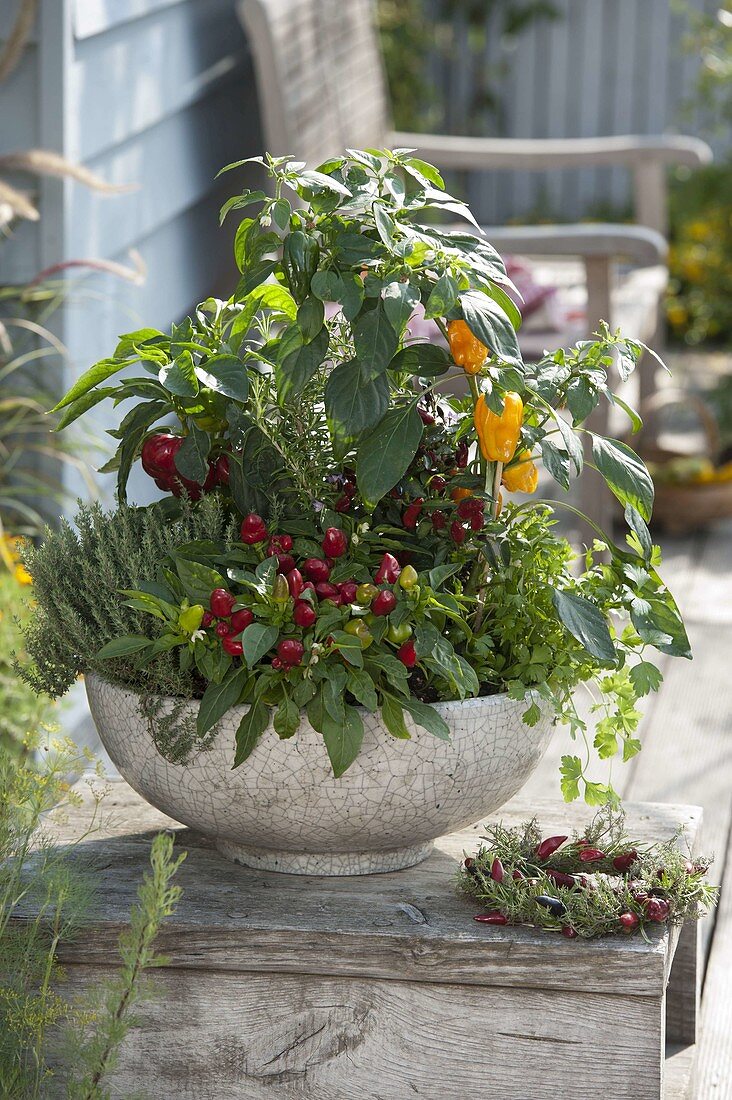 Bowl with hot peppers, ornamental peppers and sweet peppers (Capsicum), thyme