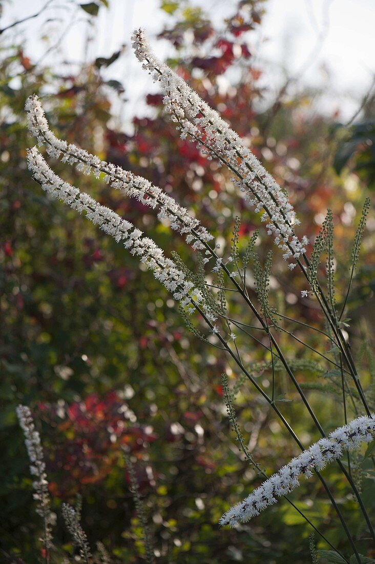 Blühende Cimicifuga (Silberkerze)